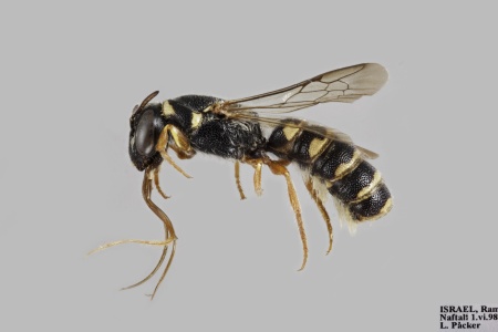 [Ochreriades fasciatus female (lateral/side view) thumbnail]